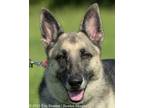 Adopt Ellie (2018 Coco puppy) a Black - with Tan, Yellow or Fawn German Shepherd