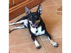 Adopt Maurice a Black Rat Terrier / Boston Terrier / Mixed dog in Tempe
