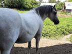 Adopt Ocho a Mustang, Arabian