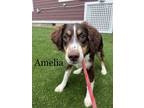 Adopt Amelia a Australian Shepherd