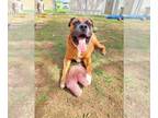 Boxer-Mastiff Mix DOG FOR ADOPTION RGADN-1030330 - Sarge - Mastiff / Boxer /