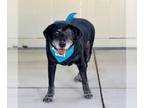 Labrador Retriever DOG FOR ADOPTION RGADN-1030040 - Sergeant Pepper - Labrador