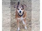 Beagle Mix DOG FOR ADOPTION RGADN-1030195 - Sable - Beagle / Mixed (medium coat)