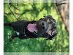 Rottweiler Mix DOG FOR ADOPTION RGADN-1030425 - ZORO - Rottweiler / Mixed