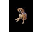Mastiff DOG FOR ADOPTION RGADN-1030636 - BoBo - Mastiff Dog For Adoption
