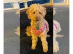Goldendoodle (Miniature) DOG FOR ADOPTION RGADN-1030750 - ChloeeBear - Poodle