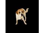 Saint Bernard Mix DOG FOR ADOPTION RGADN-1030904 - Hulk - Saint Bernard / Mixed