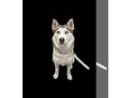 Siberian Husky Mix DOG FOR ADOPTION RGADN-1030942 - Kyla - Siberian Husky /