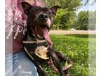 American Pit Bull Terrier Mix DOG FOR ADOPTION RGADN-1031336 - Freddy Furcury -
