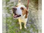 Treeing Walker Coonhound Mix DOG FOR ADOPTION RGADN-1031581 - ROMEO - Treeing
