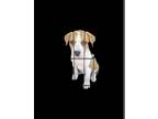 Boxer Mix DOG FOR ADOPTION RGADN-1031641 - Christina - Boxer / Australian Cattle