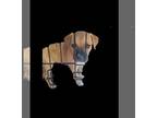 Boxer Mix DOG FOR ADOPTION RGADN-1031642 - Darcy - Boxer / Australian Cattle