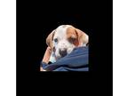 Boxer Mix DOG FOR ADOPTION RGADN-1031643 - Kaleb - Boxer / Australian Cattle