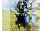 Labrador Retriever DOG FOR ADOPTION RGADN-1031799 - TREVOR - Labrador Retriever