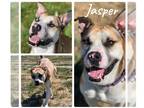 Boxer-Siberian Husky Mix DOG FOR ADOPTION RGADN-1032139 - Jasper - H - Boxer /