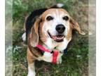 Beagle DOG FOR ADOPTION RGADN-1032421 - Bea 11725 - Beagle Dog For Adoption