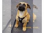 German Shepherd Dog-Pembroke Welsh Corgi Mix DOG FOR ADOPTION RGADN-1032719 -