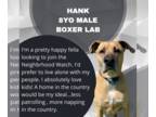 Boxador DOG FOR ADOPTION RGADN-1032882 - Hank *Foster Needed* - Boxer / Labrador