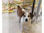 Jack Russell Terrier DOG FOR ADOPTION RGADN-1033253 - Buddy - Jack Russell