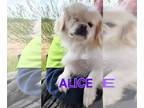 Pekingese DOG FOR ADOPTION RGADN-1033748 - Alice - Pekingese Dog For Adoption