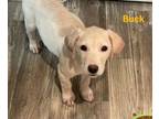 Adopt Buck (Pearlie's Pups) a Labrador Retriever, Shepherd