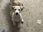 Adopt Beau (Pearlie's Pups) a Labrador Retriever, Shepherd
