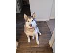 Adopt Mae a Gray/Blue/Silver/Salt & Pepper Alaskan Malamute / Mixed dog in
