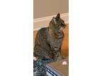 Adopt Flops a Gray, Blue or Silver Tabby Domestic Shorthair / Mixed (short coat)