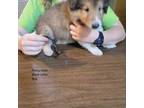 Collie Puppy for sale in Batesville, AR, USA