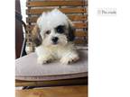 Shih-Poo Puppy for sale in Orem, UT, USA