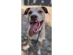 Adopt Oakley a Black Mouth Cur / Mixed dog in Kingston, NY (35236635)