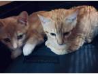 Adopt Davie a Orange or Red Tabby Domestic Shorthair / Mixed cat in Surrey