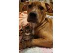 Adopt Scrappy-Doo a Brindle Boxer / American Staffordshire Terrier dog in Ocala