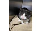 Adopt Morgan a Gray or Blue Domestic Shorthair / Domestic Shorthair / Mixed cat