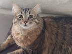 Adopt Phoebe a Brown Tabby Maine Coon / Mixed (long coat) cat in Simi Valley