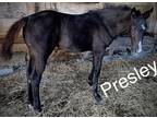 Stunning AQHA Appendix Filly, Seattle Slew Great Granddaughter