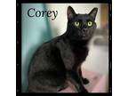 Adopt Corey a All Black Domest