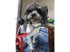 Adopt Marvin a Black - with White Miniature Poodle / Mixed dog in Vernon