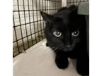 Adopt Baby a All Black Domestic Shorthair / Mixed cat in Hemet, CA (35240610)
