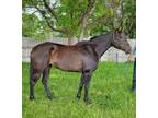 Willow 3 Year old 16hh and growing bay Selle FrancaisTB mare