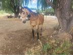 16 yr old buckskin arabian mare