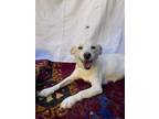 Adopt Soleil a Labrador Retriever, Shiba Inu