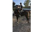OTTB Mare available to lease