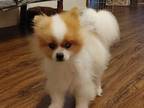 Adopt Prince a White - with Tan, Yellow or Fawn Pomeranian / Mixed dog in Weeki