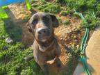 Adopt Little boy a Black Great Dane / Anatolian Shepherd / Mixed dog in Calhoun