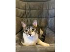 Adopt Pinto Bean a White (Mostly) American Shorthair / Mixed (short coat) cat in