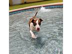 Chico (ejl), Jack Russell Terrier For Adoption In Portland, Oregon
