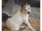 Adopt Patty Cakes a White - with Brown or Chocolate Jack Russell Terrier / Mixed