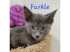Adopt Farkle ( needs a kitten or young cat friend) a Domestic Short Hair