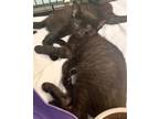 Adopt Holly-kitten a All Black Domestic Shorthair / Mixed (short coat) cat in